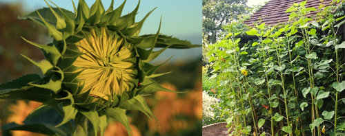 Giant bud of a sunflower and tall plants